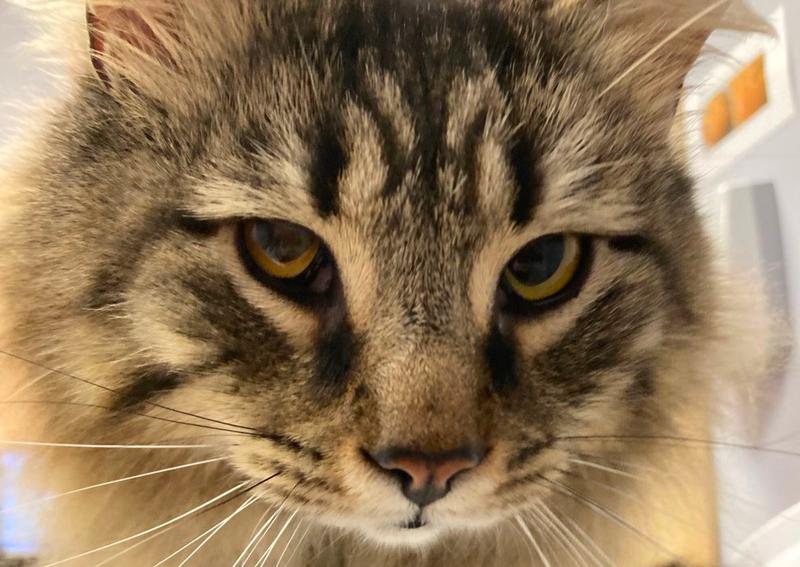 Primary Pet Care Stow veterinary hospital